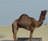Camello marruecos